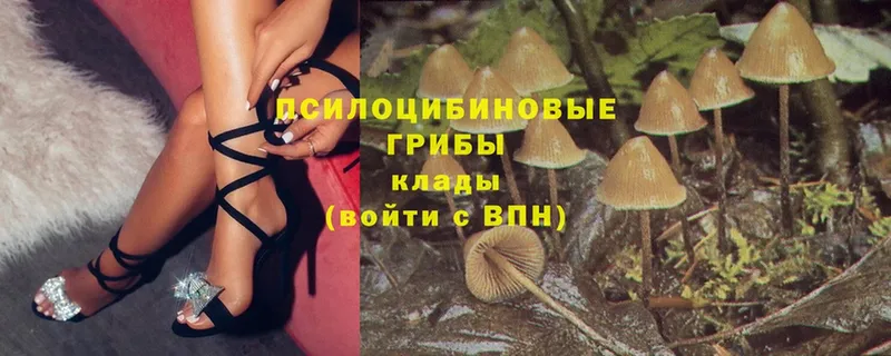 Галлюциногенные грибы Psilocybine cubensis  Лобня 